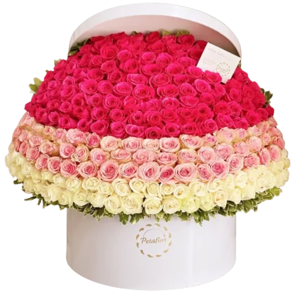 FB03: Domo de 200 rosas en degradado de tonos fucsia, rosa y crema.