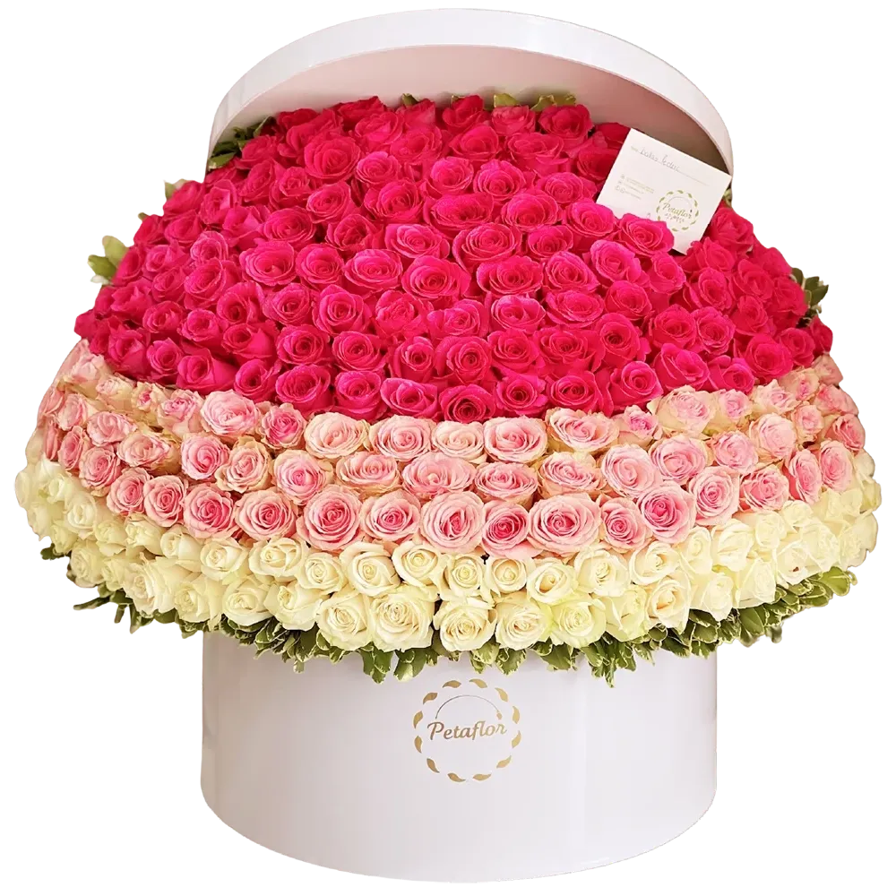 FB03: Domo de 200 rosas en degradado de tonos fucsia, rosa y crema.