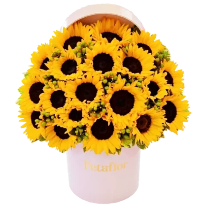 MF17: Caja circular blanca llena de 21 girasoles vibrantes y frescos.