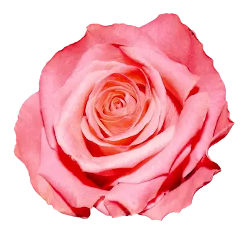 Entrega inmediata de arreglos florales, rosas y flores en Santiago de los Caballeros, República Dominicana.