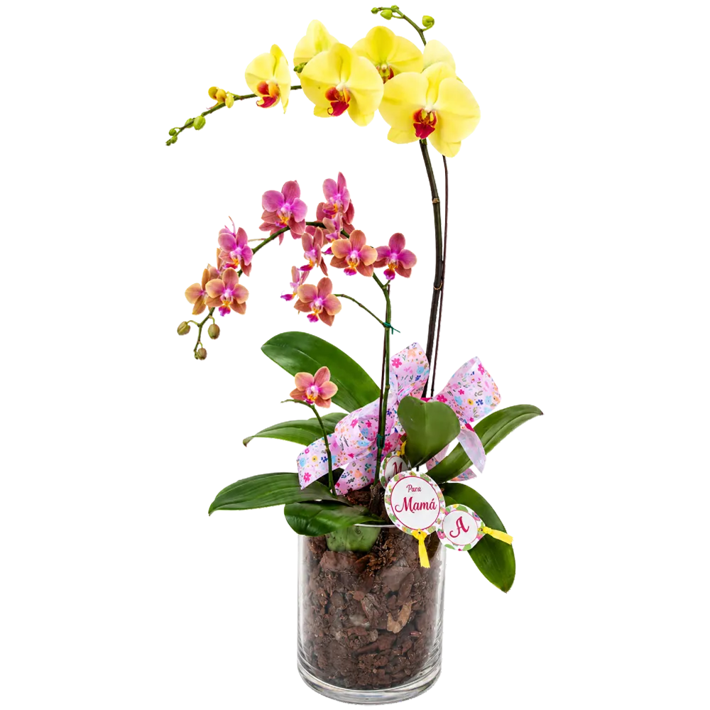 AR08 - Arreglo de Orquídeas en Cristal