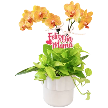 MDF05 - Maceta con Orquídeas y Follaje Natural