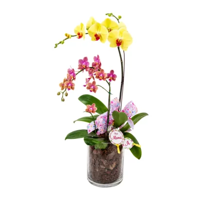 MDF01 - Arreglo de orquídeas en base de cristal