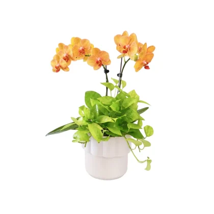 MDF05 - Maceta con Orquídeas y follaje natural